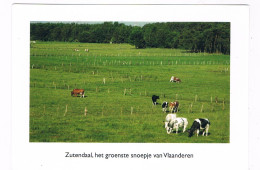 B-10064  ZUTENDAAL : Zutendaal, Het Groenste Snoepje Van Vlaanderen ( Koeien ) - Zutendaal