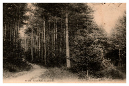 Saint-Dié - Sous-Bois Au Paradis - Saint Die