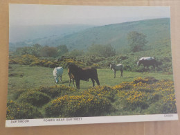 CPSM -  AU PLUS RAPIDE -  CHEVAUX - HORSE PFERDE - DARTMOOR - PONIES NEAR DARTMEET  - NON VOYAGEE - Cavalli