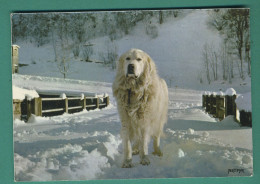 65 Chiens Des Pyrénées ( 1 Carte + 1 Enveloppe Chien ) - Perros