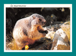 La Marmotte, Marmot, Marmotta ( 1 Carte + 1 Enveloppe Marmotte ) Éditions Cellard Bron - Autres & Non Classés