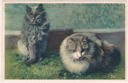 2 Chats  - Cats - Katzen- Poesjes - Chats