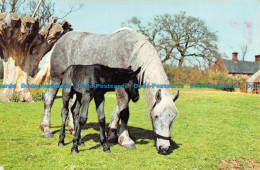 R143976 Horses. Hinde. 1976 - Wereld