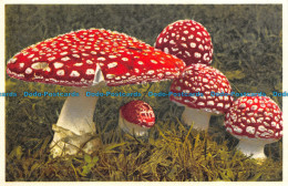 R143032 Mushroom. Fliegenpilz. Fausse Orange. Toad Stool. E. Gyger - Wereld