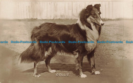 R636095 Collie. RP - Monde