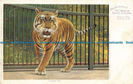 R636489 Tigress. From The Gardens Of The Zoological Society Of London. H. A. J. - Sonstige & Ohne Zuordnung