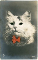 Stoff CPA Weiße Katze Mit Plastikaugen, Rote Stoff-Schleife, Tierportrait - Andere & Zonder Classificatie