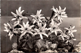 27-5-2024 (6 Z 18) )(b/w Older) Edelweiss Flower - Flowers