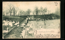 AK Hamburg-Hohenfelde, Ufer Mit Brücke Und Schwänen  - Nord