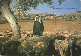 71444905 Bethlehem Yerushalayim The Shepherds Field Schafherde  - Israël