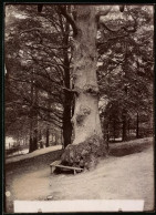 Fotografie Brück & Sohn Meissen, Ansicht Bad Harzburg, Wodans Eiche Am Philosophenweg  - Plaatsen