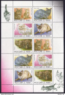 Russia 6307-6311a Sheet,MNH.Michel 485-489 Klb. Domestic Cats,1996. - Neufs