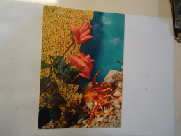 GREECE  POSTCARDS  1974 SHELLS MARINE LIFE - Fish & Shellfish