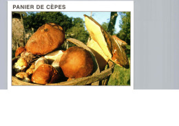 Panier De Cèpes - Hongos