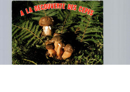 Les Cèpes - Paddestoelen