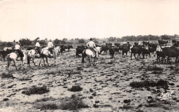 13-PAYSAGE DE CAMARGUE-N 607-E/0091 - Autres & Non Classés