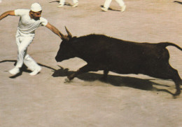 13 CAMARGUE MEJANES   Le Raseteur Castro - Autres & Non Classés