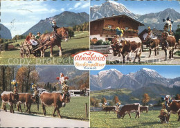 72066314 Berchtesgaden Almabtrieb Im Berchtesgadener Land Berchtesgaden - Berchtesgaden