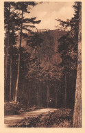 ID-FORET A IDENTIFIER-N°5177-B/0071 - A Identificar