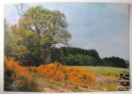 BELGIQUE - Les Ardennes Pittoresques - Genêts - Other & Unclassified