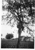 Photographie Vintage Photo Snapshot Grimper Arbre Tree Drôle Gag - Autres & Non Classés