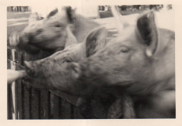 Photographie Vintage Photo Snapshot Cochon Porc Pig Flou Blurry - Other & Unclassified