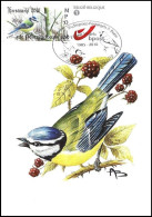 CM/MK° - DUOSTAMP/MYSTAMP - MPO - Mésange Bleue / Blauwe Mees / Blaumeise / Blue Tit - BUZIN - Kerstmarkt 2010 - 1985-.. Oiseaux (Buzin)