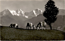 Beatenberg - Alpweide Mit Eiger, Mönch U. Jungfrau (12620) * 3. 8. 1953 - Beatenberg
