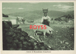 Molise-isernia-roccasicura Costumi Di Roccasicura Veduta Contadina Con Maialino E Cesta In Capo Panorama Anni 40 50 - Autres & Non Classés