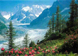 74 - Chamonix - Mont-Blanc - La Mer De Glace - Ses Séracs - Massif De Rhododendrons - Les Grandes Jorasses - Fleurs - Fl - Chamonix-Mont-Blanc