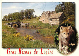 Animaux - Loups - Lozère - Multivues - Louveteau - CPM - Voir Scans Recto-Verso - Other & Unclassified