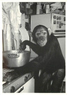 Animaux - Singes - Chimpanzé Faisant La Cuisine - Carte Neuve - CPM - Voir Scans Recto-Verso - Apen