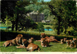 Animaux - Fauves - Lion - Royaume Uni - The Lions Of Longleat - Zoo - CPM - UK - Voir Scans Recto-Verso - Leones