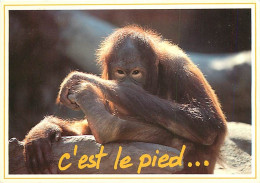 Animaux - Singes - Orang-Outan - Editions Paty And Sweety - Carte Neuve - CPM - Voir Scans Recto-Verso - Apen