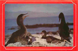 Animaux - Oiseaux - Galapagos - Ecuador Sud America - Corvolanes - Une De Tas Raras Especîes Que Se Conservan En Las Isl - Oiseaux