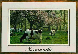 Animaux - Vaches - Normandie - Pommiers En Fleurs - Flamme Postale - CPM - Voir Scans Recto-Verso - Vaches