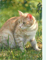 Animaux - Chats - Tabby Rouge Et Blanc - Flamme Postale - CPM - Voir Scans Recto-Verso - Katten