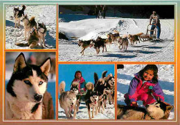 Animaux - Chiens - Husky - Chiens De Traîneau - CPM - Voir Scans Recto-Verso - Chiens