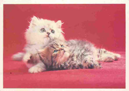 Animaux - Chats - Chatons - Carte Neuve - CPM - Voir Scans Recto-Verso - Chats