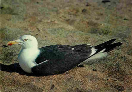 Animaux - Oiseaux - Goéland Brun - CPM - Voir Scans Recto-Verso - Oiseaux