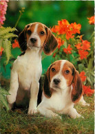 Chiens - CPM - Voir Scans Recto-Verso - Chiens