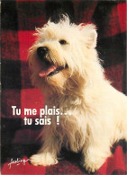 Chiens - CPM - Voir Scans Recto-Verso - Chiens