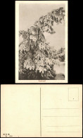 Ansichtskarte  Rauhreif Winter-Ansichtskarte (Schnee/Eis) Stimmungsbild 1920 - Sin Clasificación