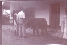 Photo Originale -1924 -Tanzania ( Tanganyika ) Deutsch Ostafrikas -TANGA - A La Ferme éléphanteau Orphelin - Lieux