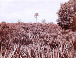 Photo Originale - 1921 -  Tanzania ( Tanganyika ) Deutsch Ostafrikas - TANGA - Champ De Boassus Palm A La Ferme - Lugares
