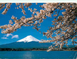 Japon - Mont Fuji - Mt Fuji Sqotted Through Cherry Blossoms On The Shore Of Lake Kawagushi - Nippon - Japan - CPM - Voir - Andere & Zonder Classificatie