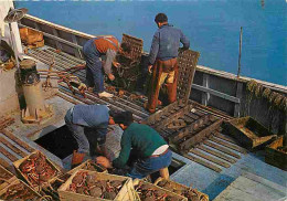 Metiers - Peche - Pecheur - Débarquement De Crustacés (langoustes, Dormeurs Et Araignées) - CPM - Voir Scans Recto-Verso - Fishing