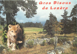 Animaux - Loups - Lozère - Multivues - Louveteau - CPM - Voir Scans Recto-Verso - Otros & Sin Clasificación