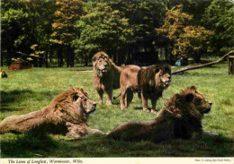 Animaux - Fauves - Lion - Royaume Uni - The Lions Of Longleat - Warminster - Wilts - Zoo - CPM - UK - Voir Scans Recto-V - Löwen