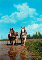 Animaux - Chevaux - CPM - Voir Scans Recto-Verso - Horses